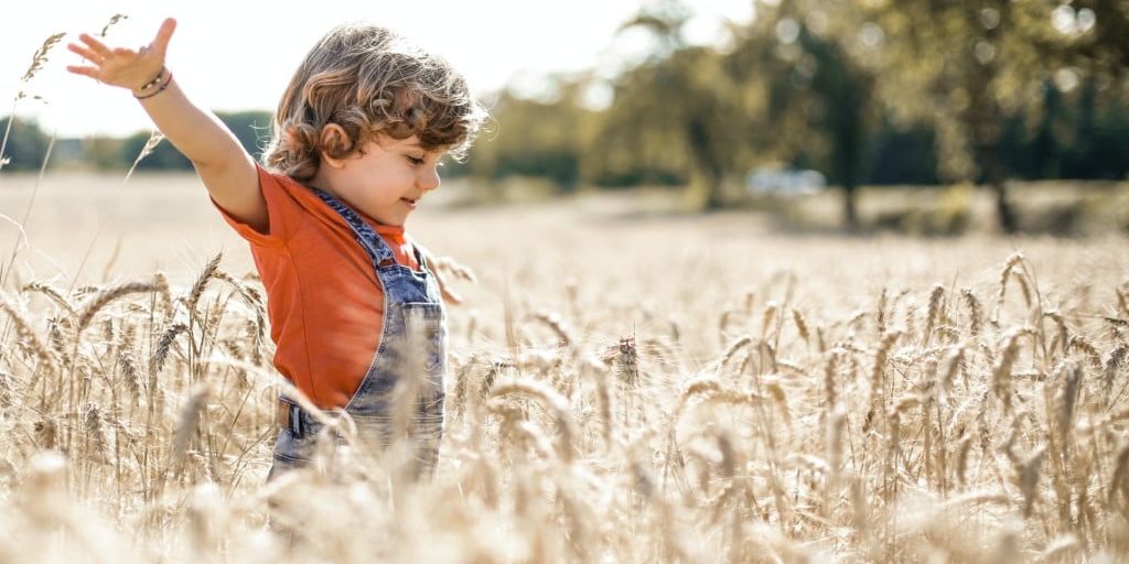 child playing in durum wheat field