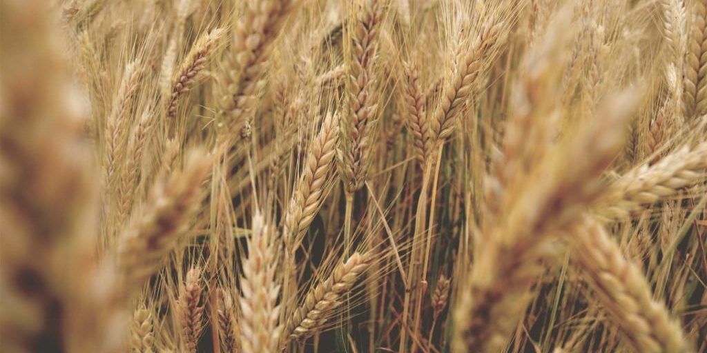 organic durum wheat