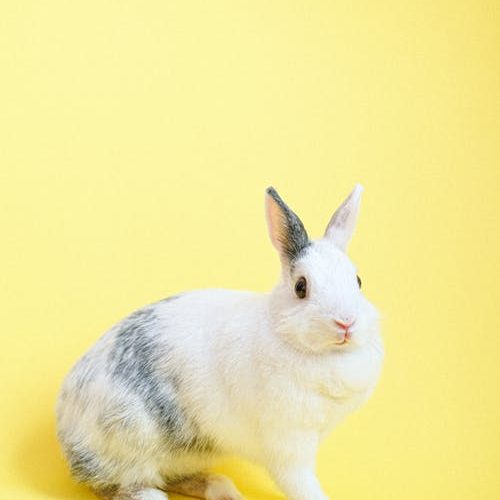 white bunny on a yellow background