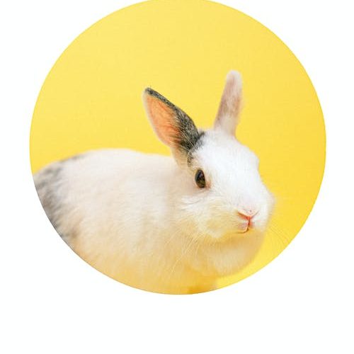 bunny on a yellow background