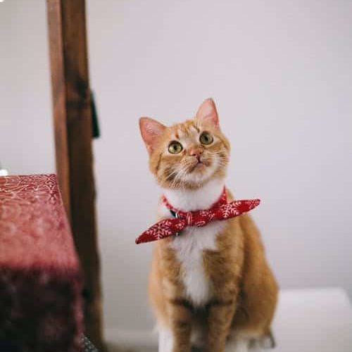 orange cat wearing a bandana