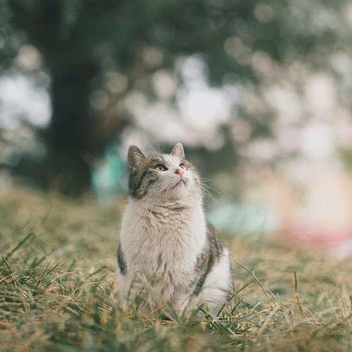 grey and white cat sitting in a field