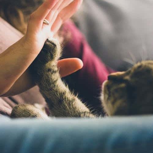 cat touching paw to human hand