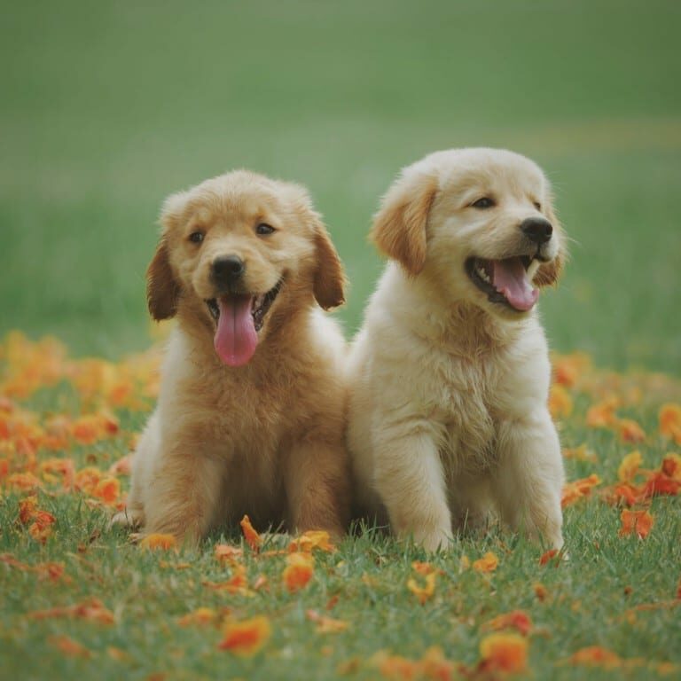 two puppies in grass