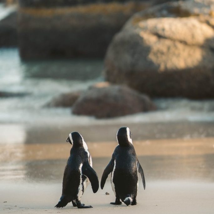 two penguins on a beach