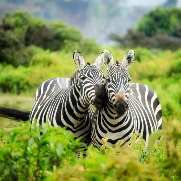 zebras in a field